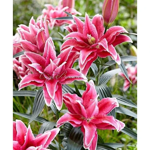 Roselily Doria 